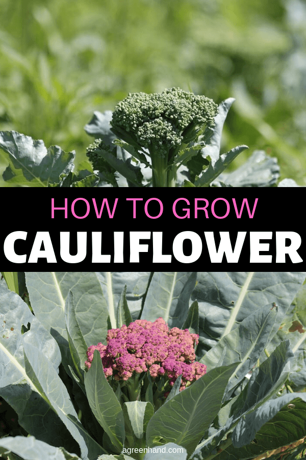 how to grow cauliflower