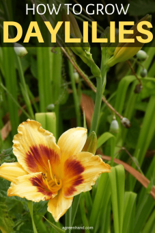 How To Grow Daylilies - AGreenHand