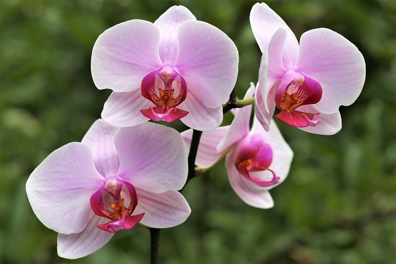 Phalaenopsis Orchids