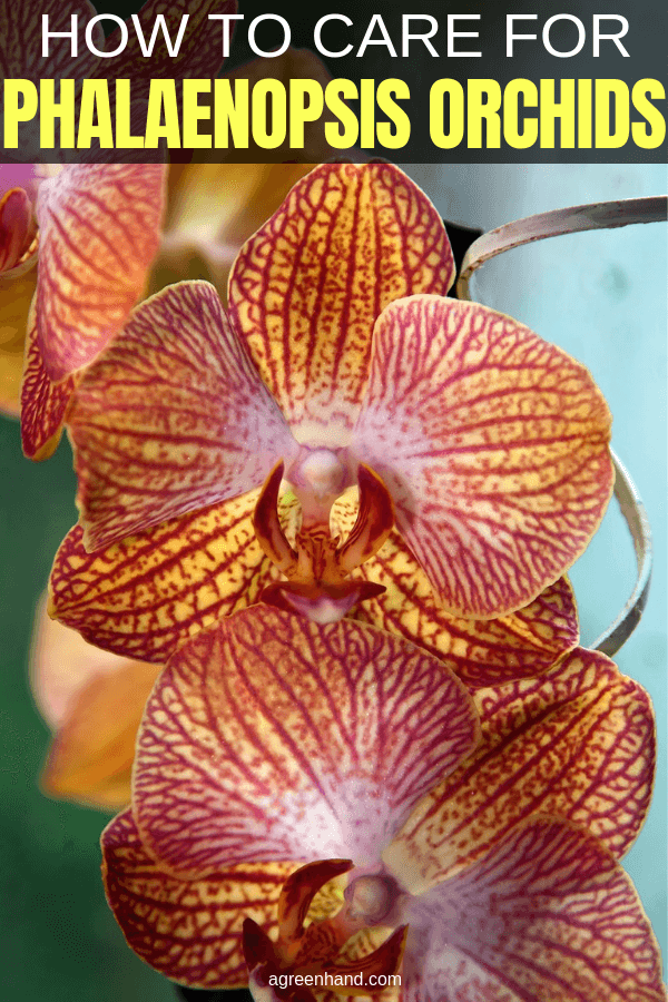 Care for Phalaenopsis Orchid