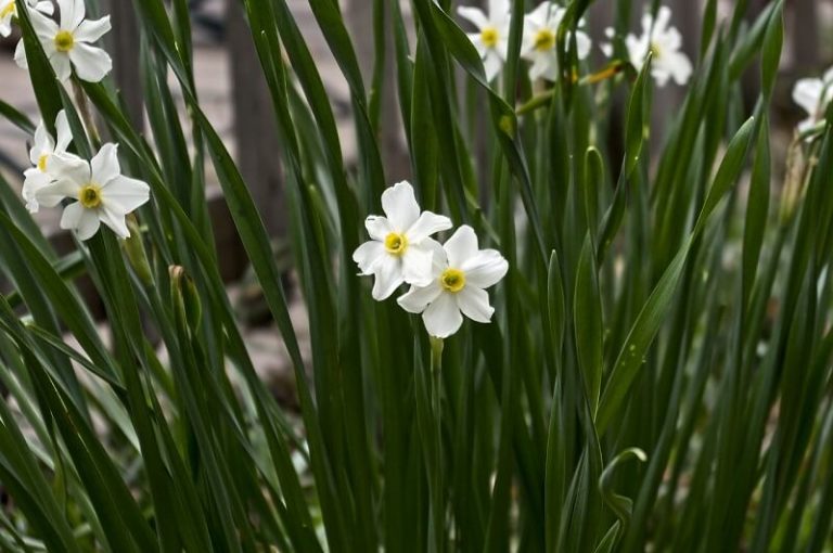 How To Grow Paperwhites AGreenHand