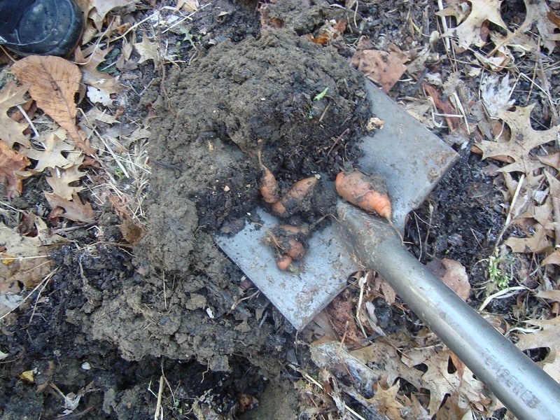 trench compost