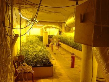 Steps in Building the Perfect Indoor Grow Room - AGreenHand