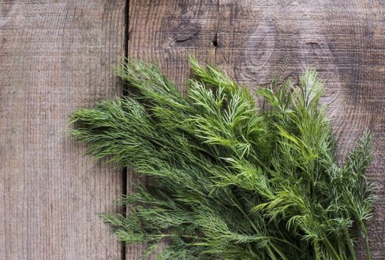 10 Best Herbs to Grow Indoors - AGreenHand