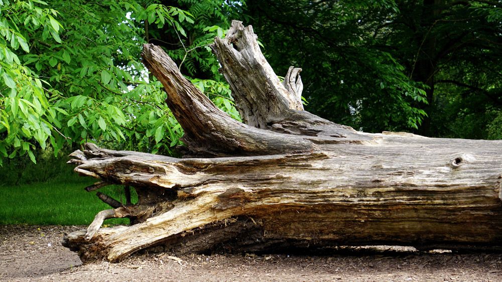 Tree log 