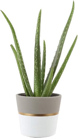 Aloe Vera plant in pot