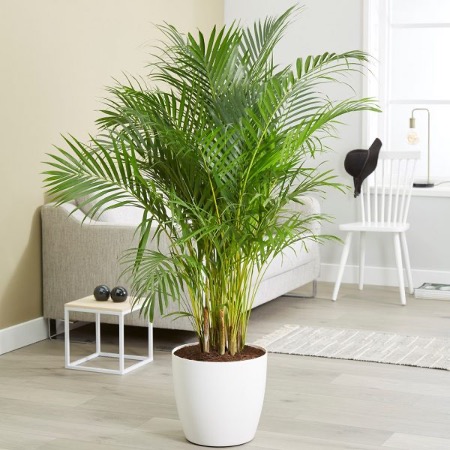 Areca Palm plant in pot