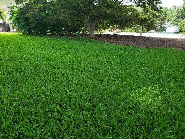 St Augustine Grass Vs Zoysia Grass AGreenHand