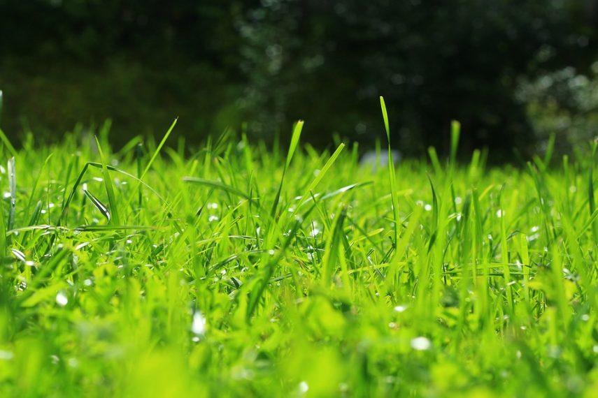 How to Grow Grass in Shaded Areas AGreenHand