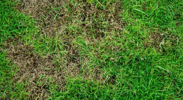 How To Treat St Augustine Grass Fungus Agreenhand 2193