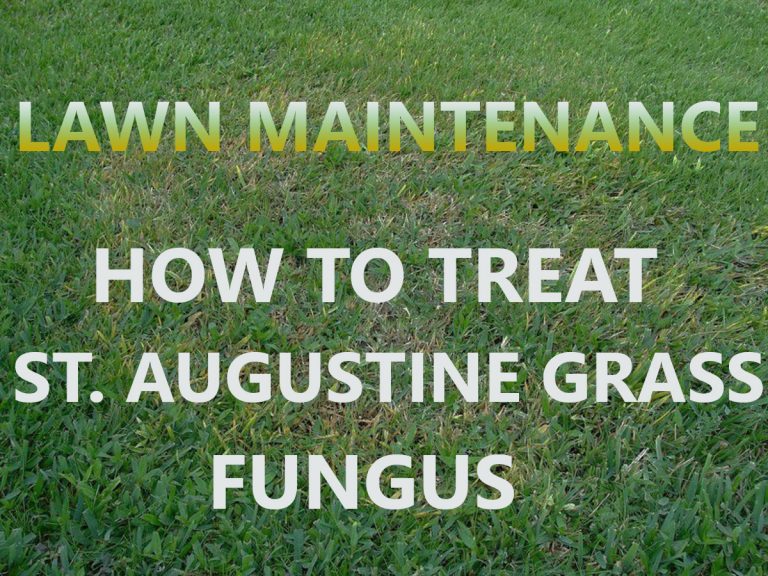 How to Treat St. Augustine Grass Fungus AGreenHand