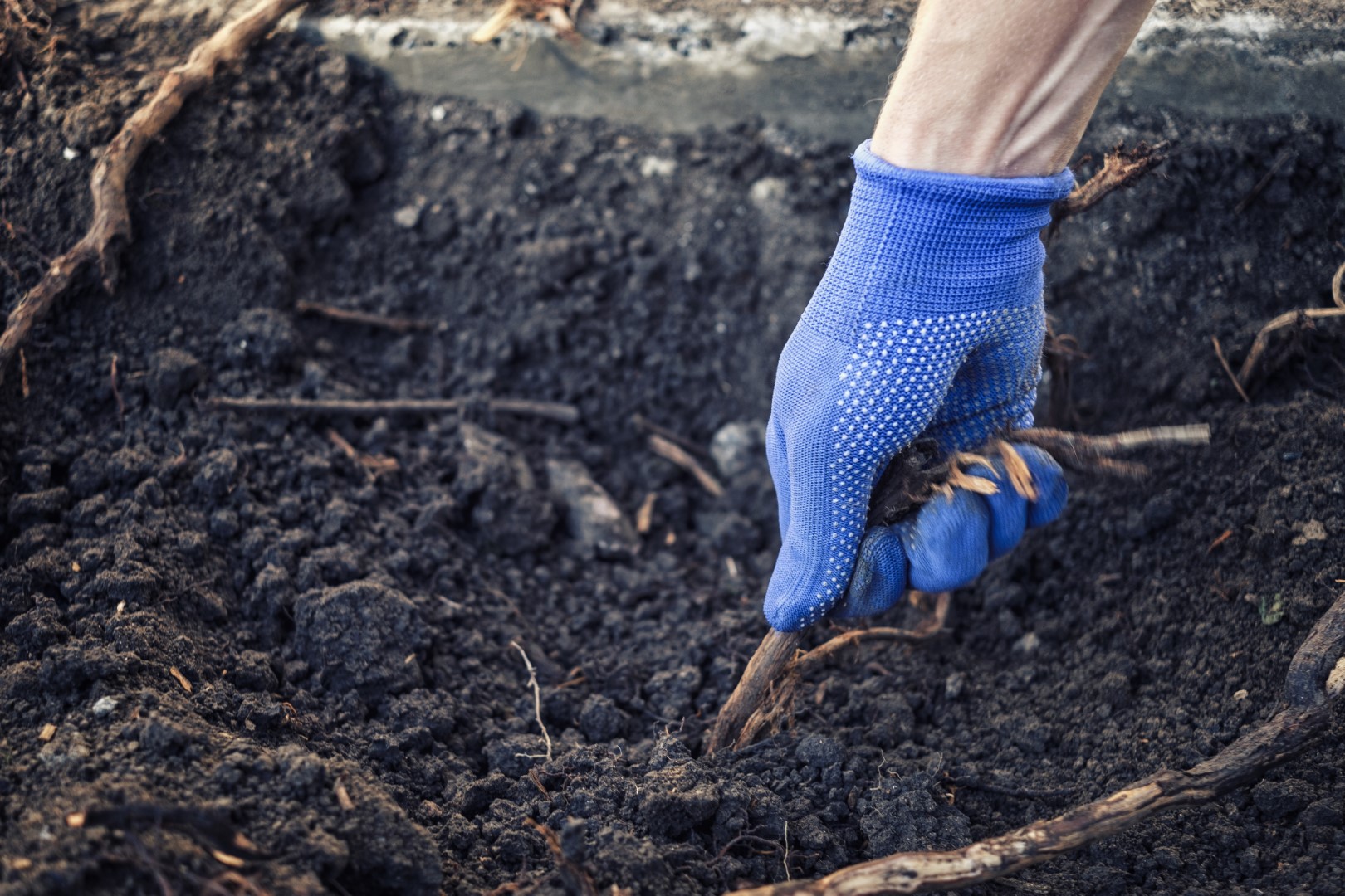 Top 4 Problems Trees Can Cause In A Backyard - AGreenHand