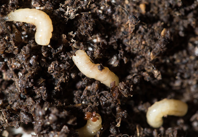 The Way to Get Rid of Tiny White Bugs in Soil -