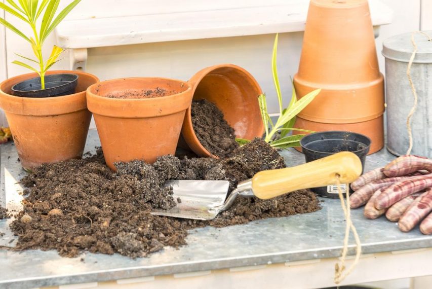 how-to-get-bugs-out-of-potting-soil