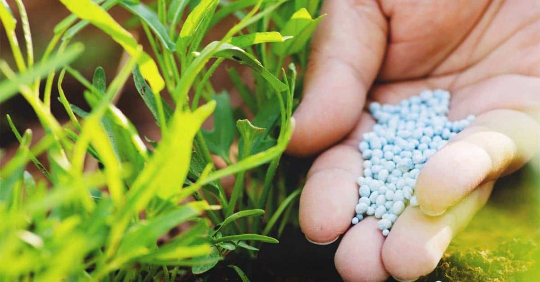 10 10 10 Fertilizer Instructions What It Is And How To Use It For Best 
