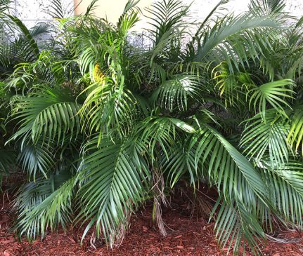 How to Grow and Care for a Cat Palm in Your Home - AGreenHand