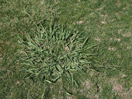 Dallisgrass Control: The Best Ways To Get Rid of Dallisgrass - AGreenHand