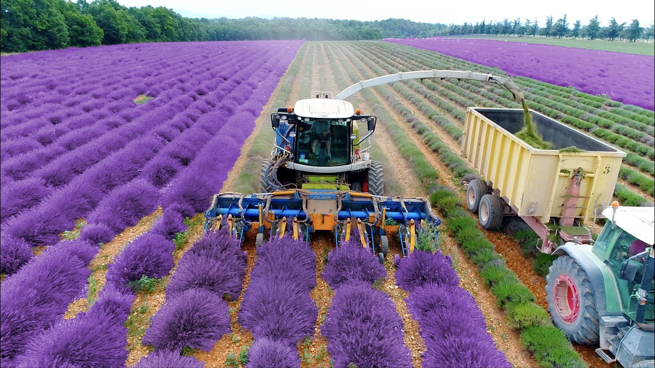 Lavendelhøst