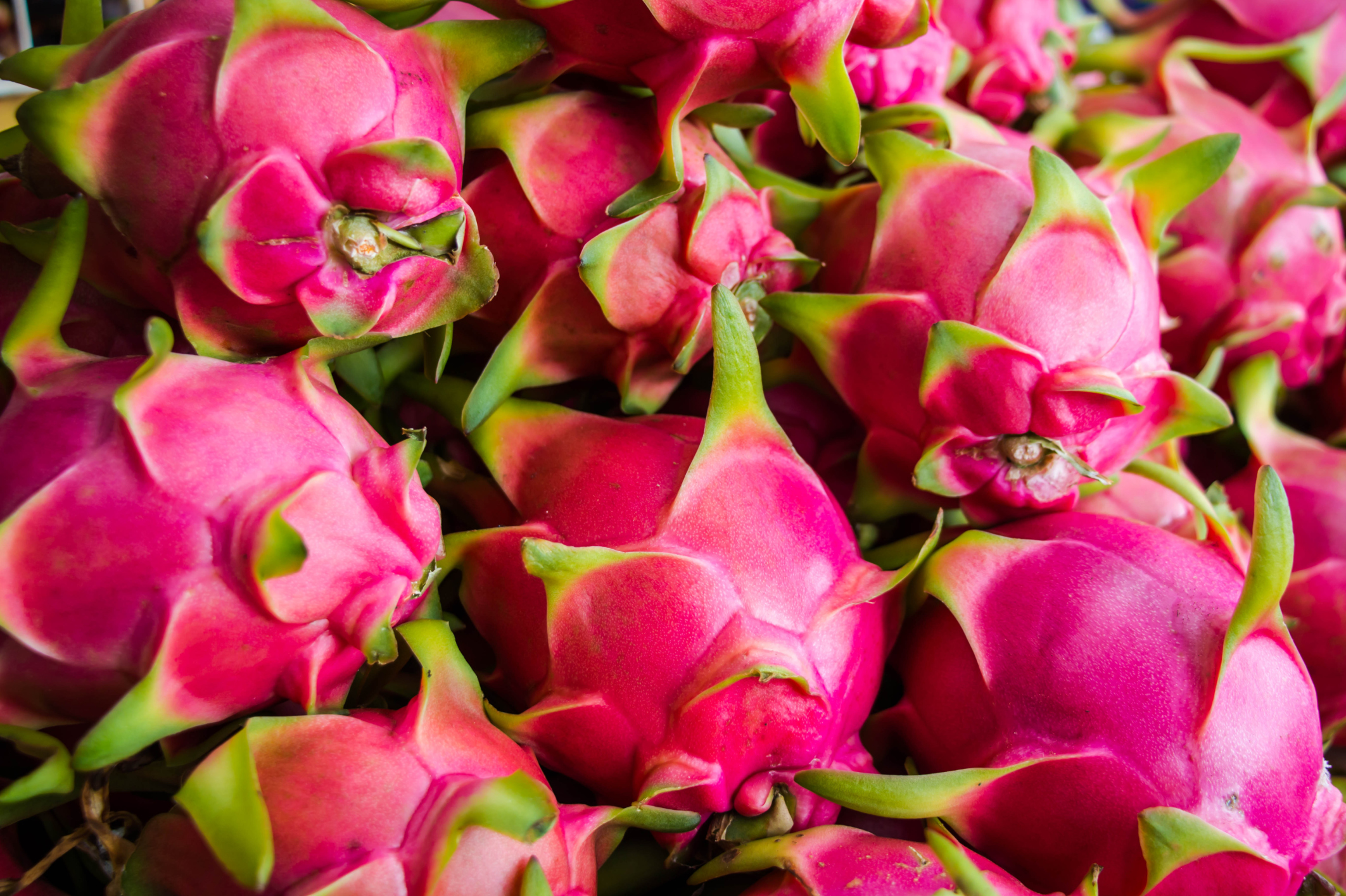  How To Pick Dragon Fruit The Ultimate Guide Recitationnews