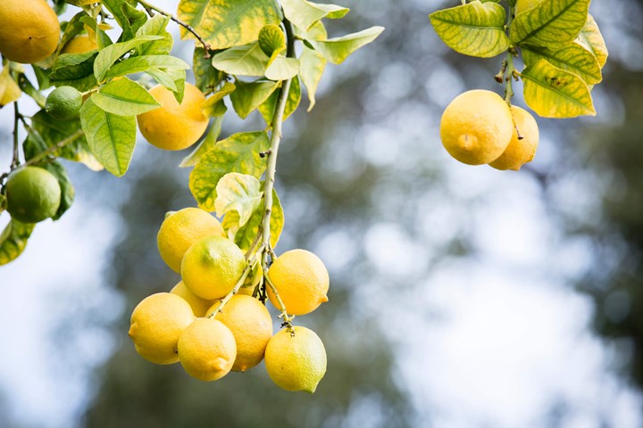 Prevent Yellow Leaves on Citrus Trees
