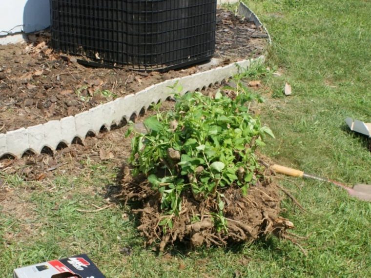 How to Remove a Shrub or Bush From Your Yard With Deep Roots AGreenHand