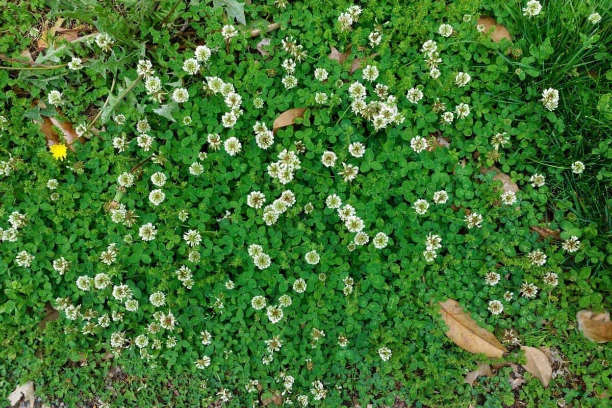 get_rid_of_clover_lawn