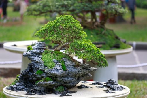 How To Take Care Of Your Bonsai and Make It Grow - AGreenHand