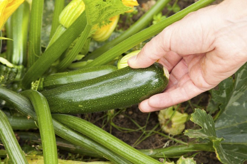 What to Do When Your Squash Stop Producing AGreenHand