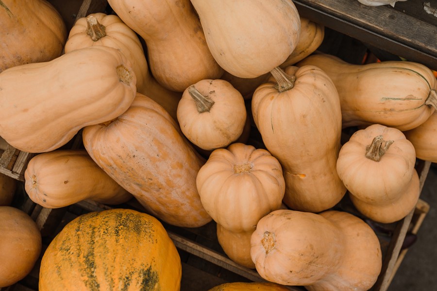 When Is The Best Time To Harvest Butternut Squash