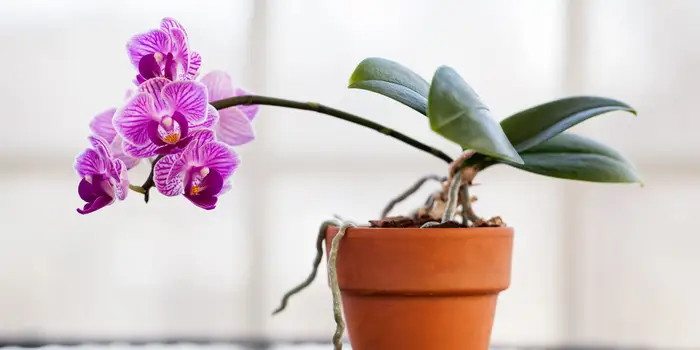 Everything You Need to Know About Orchid Pots