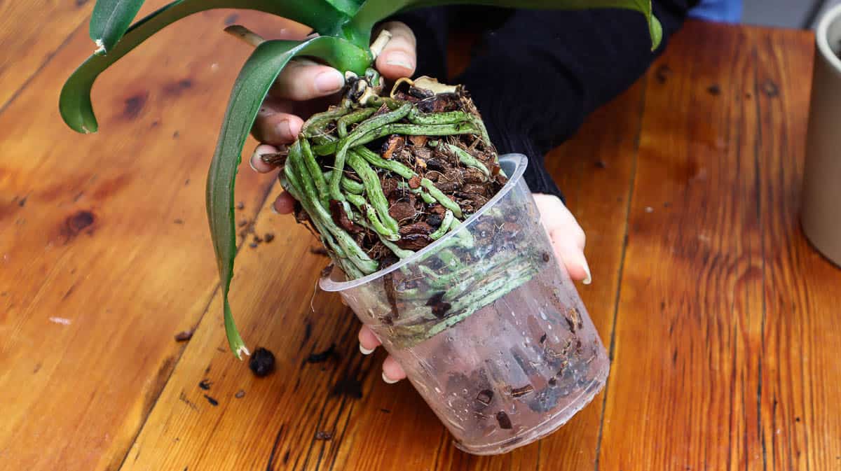 How To Repot An Orchid