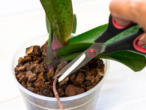 How To Propagate Orchids Complete Guide - AGreenHand