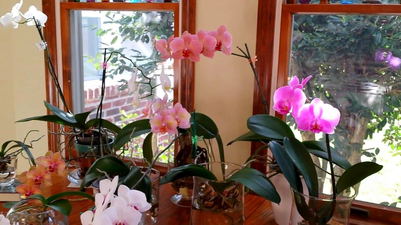 Light Requirements of Orchids