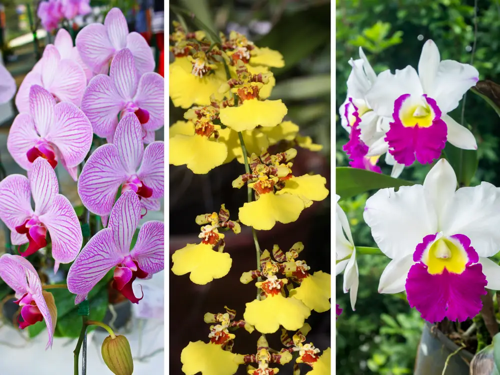 Types Of Phalaenopsis Orchids