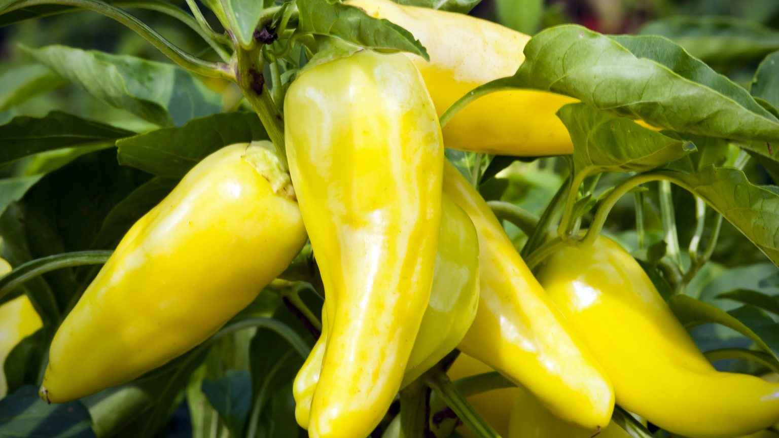 hanging banana pepper plant a creative way to add greenery to your space