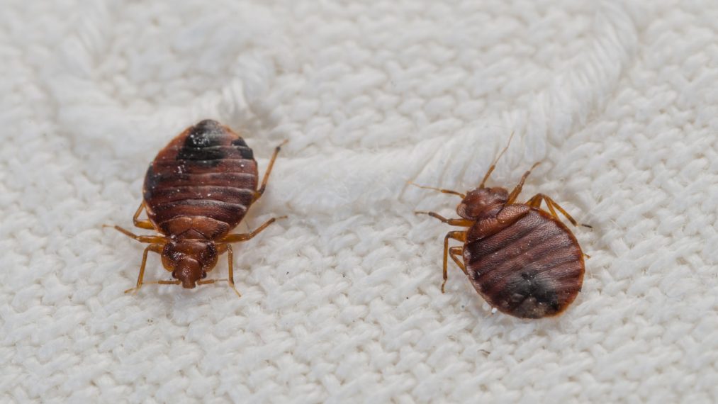 How Long Can Bed Bugs Stay Alive Outside? AGreenHand
