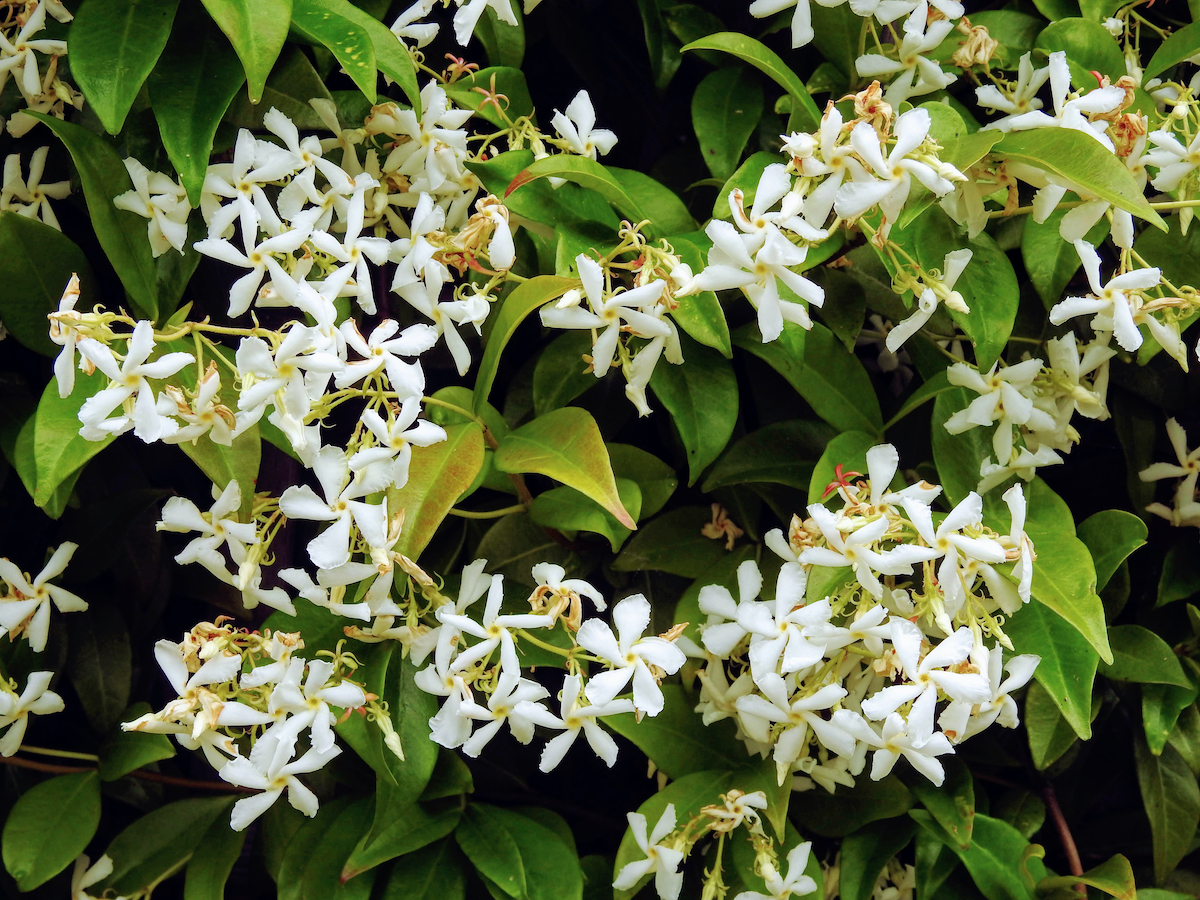 How Long Does Night Blooming Jasmine Take To Grow?