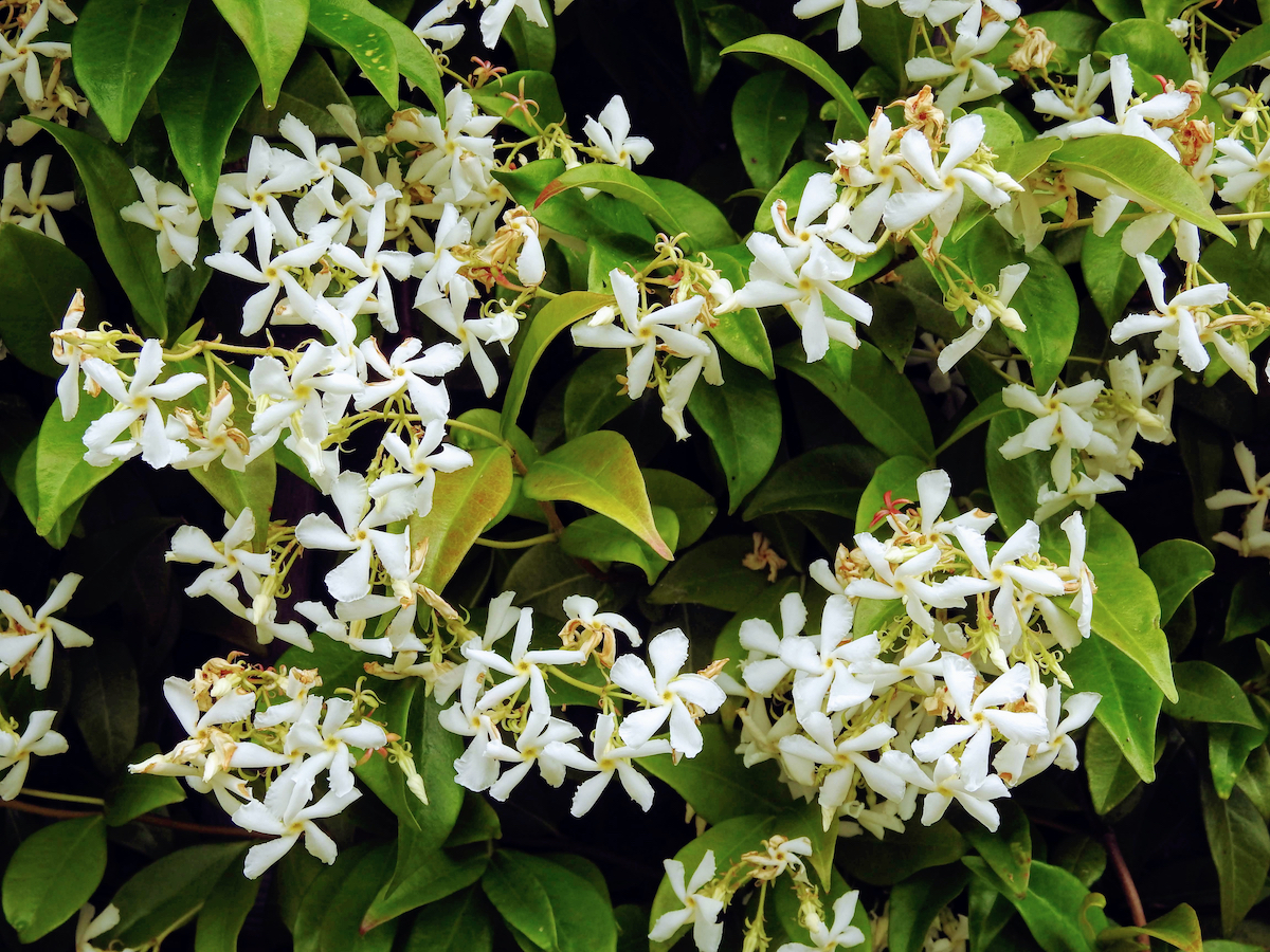 How Long Does Night Blooming Jasmine Take To Grow AGreenHand