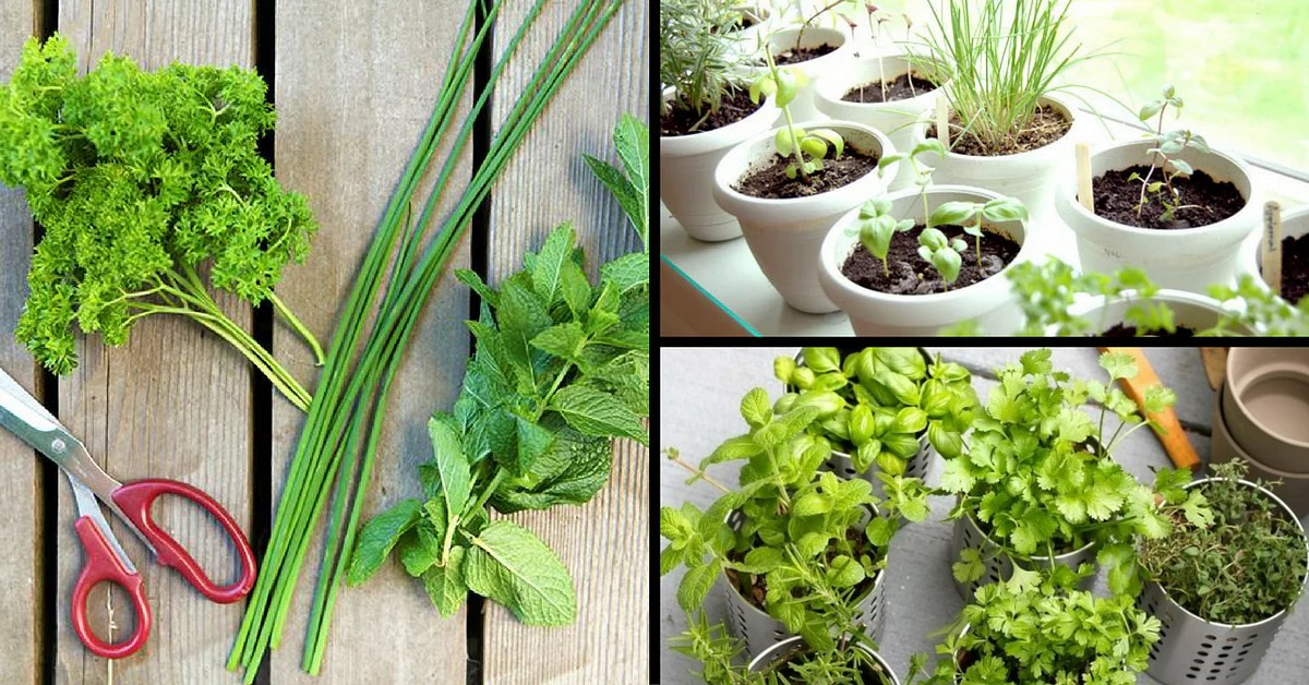 38 Different Types of Gardens For Indoors and Outdoors AGreenHand