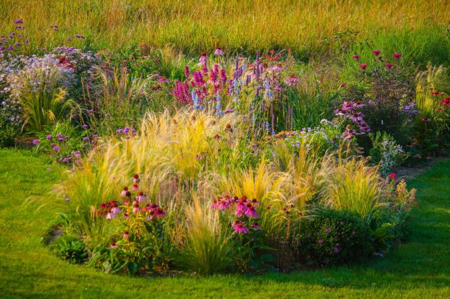Ornamental Grass Garden