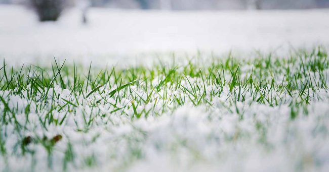 Stop Mowing Your Lawn for Winter