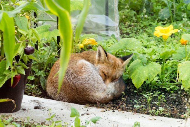 Do Foxes Eat Garden Vegetables