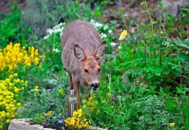 Deer-Favorite Plants
