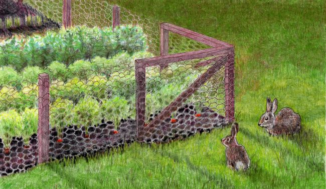 Garden Barriers for Rabbit