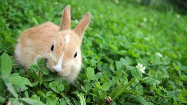 Home Remedies Keep Rabbits Out Of Garden