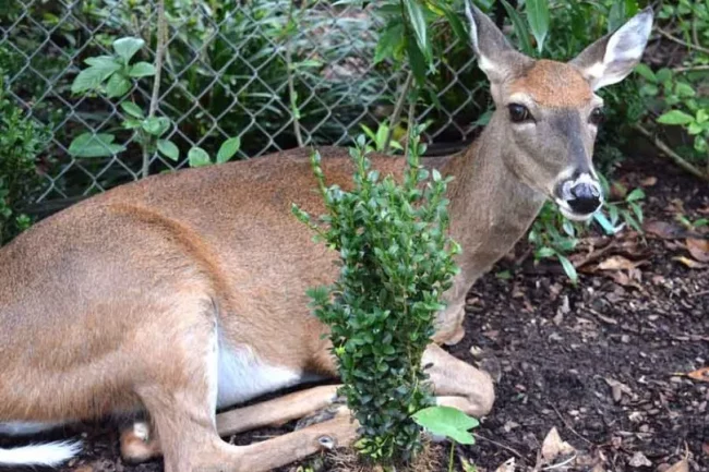 How To Keep Deer Out Of Garden