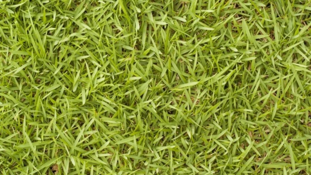 How To Plant Bermuda Grass Seed In Texas? - AGreenHand