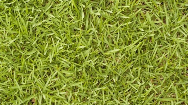 How To Plant Bermuda Grass Seed In Texas