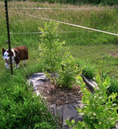 String Fishing Line Plant