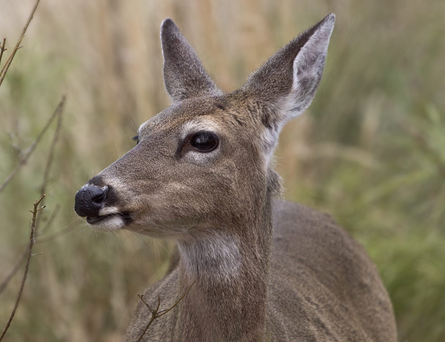 Deter Deer From Your Garden AGreenHand deter-deer-from-your-garden-agreenhand